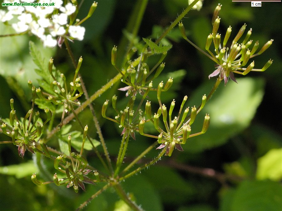 Chaerophyllum temulum