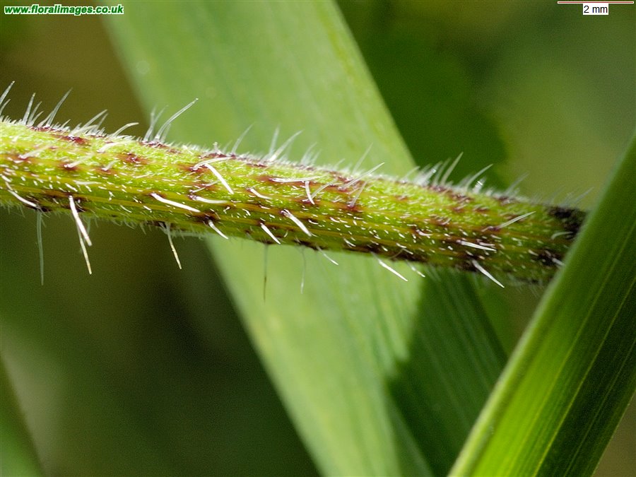 Chaerophyllum temulum