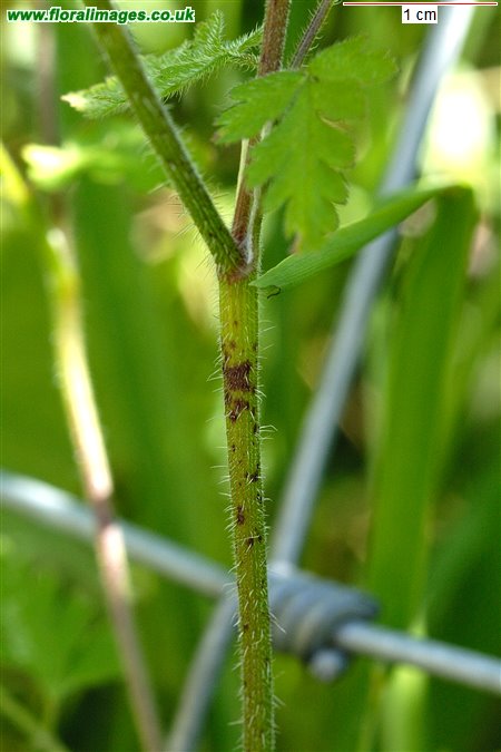 Chaerophyllum temulum