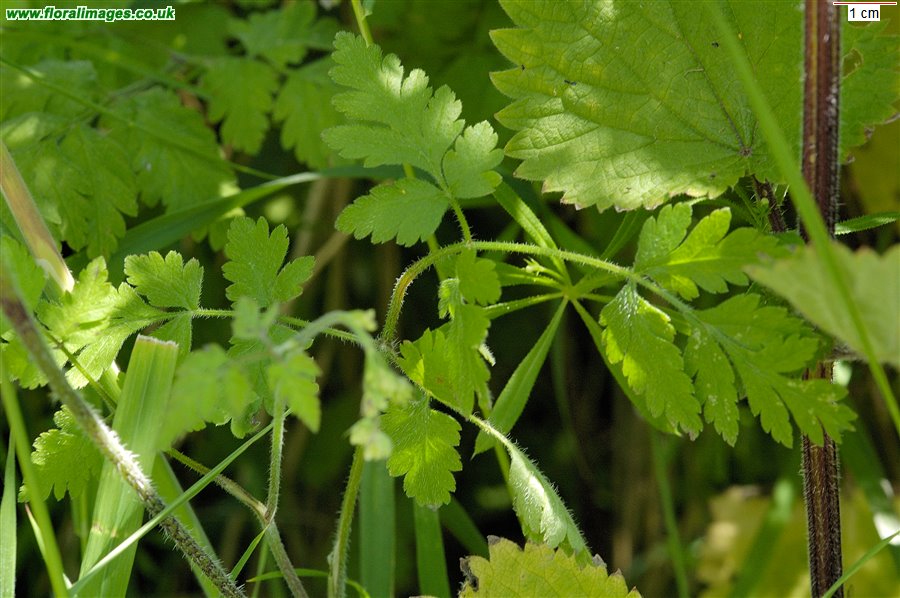 Chaerophyllum temulum