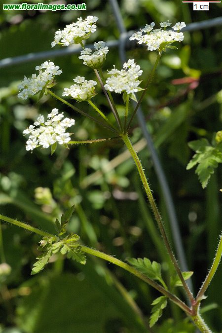 Chaerophyllum temulum