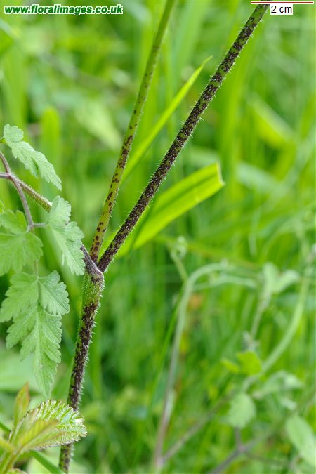Chaerophyllum temulum