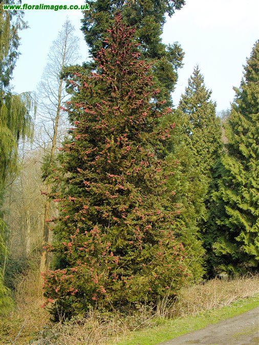 Chamaecyparis lawsoniana