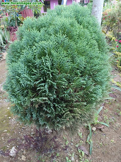 Chamaecyparis pisifera
