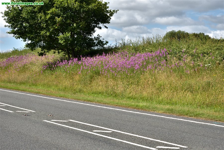 Chamaenerion angustifolium