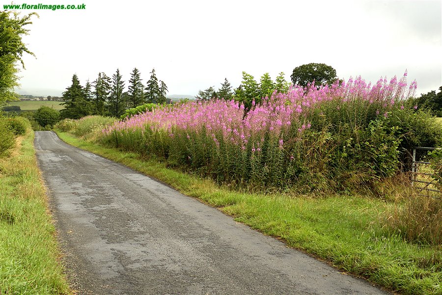 Chamaenerion angustifolium