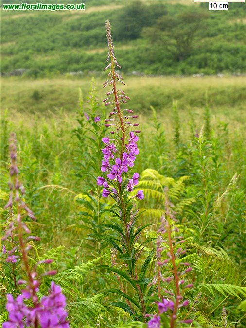 Chamaenerion angustifolium