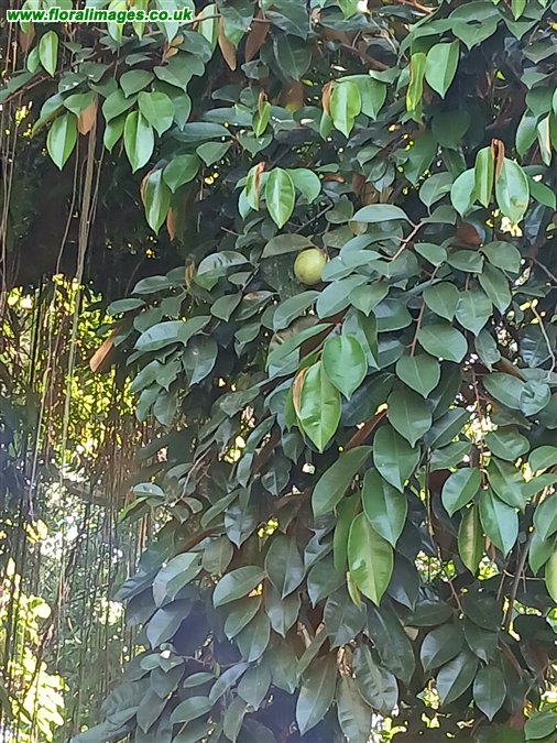 Chrysophyllum cainito