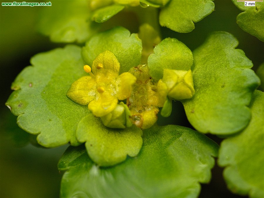 Chrysosplenium alternifolium