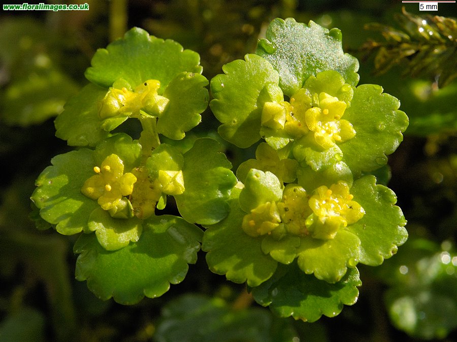Chrysosplenium alternifolium