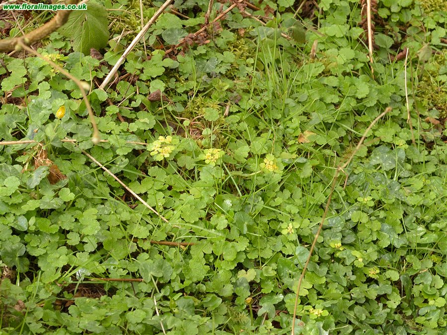 Chrysosplenium alternifolium