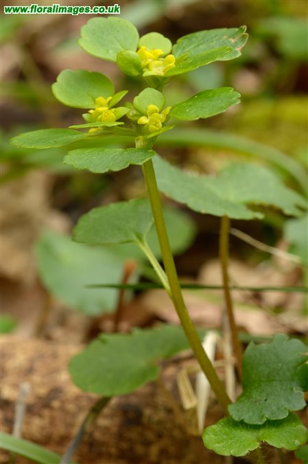 Chrysosplenium alternifolium