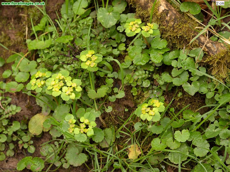 Chrysosplenium alternifolium