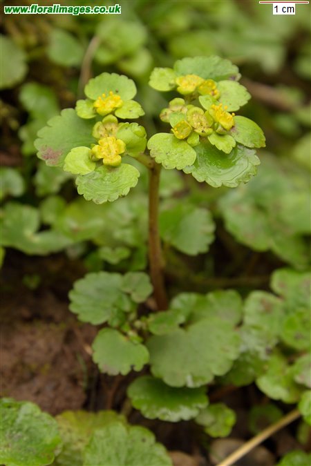 Chrysosplenium alternifolium