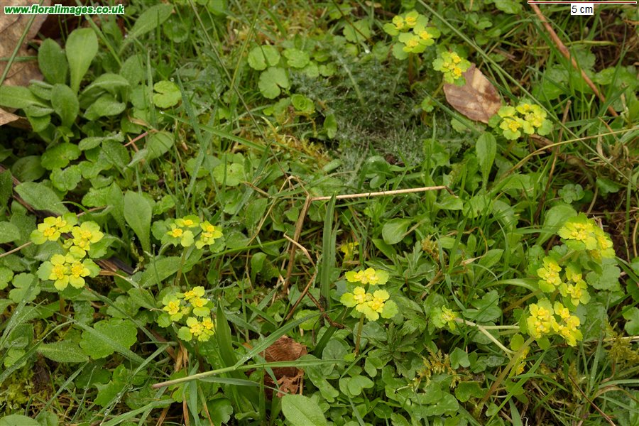 Chrysosplenium alternifolium