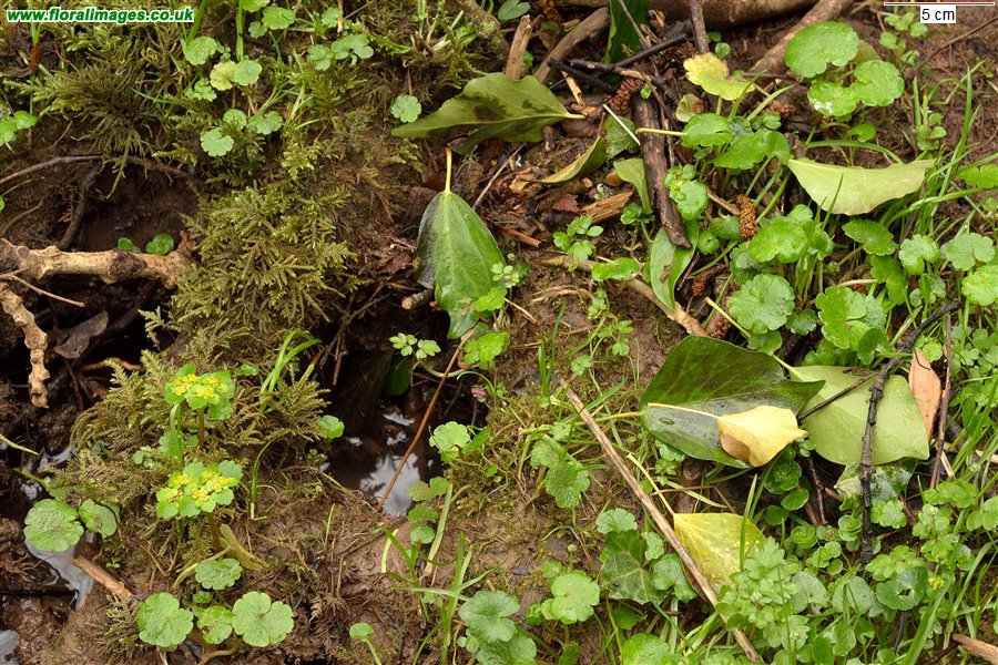 Chrysosplenium alternifolium