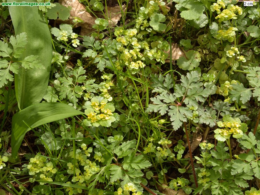Chrysosplenium alternifolium