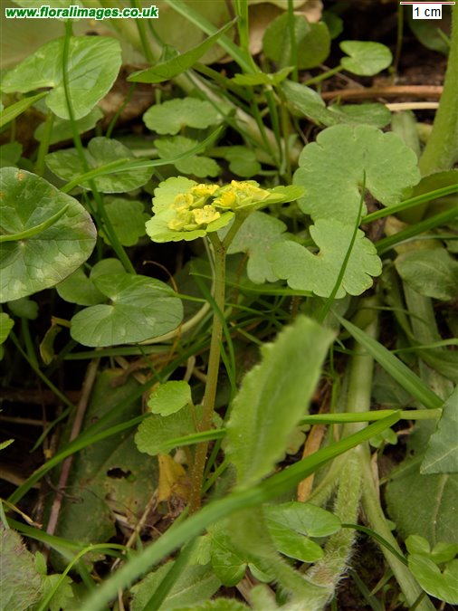 Chrysosplenium alternifolium