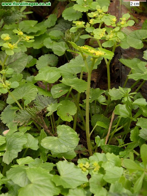 Chrysosplenium alternifolium