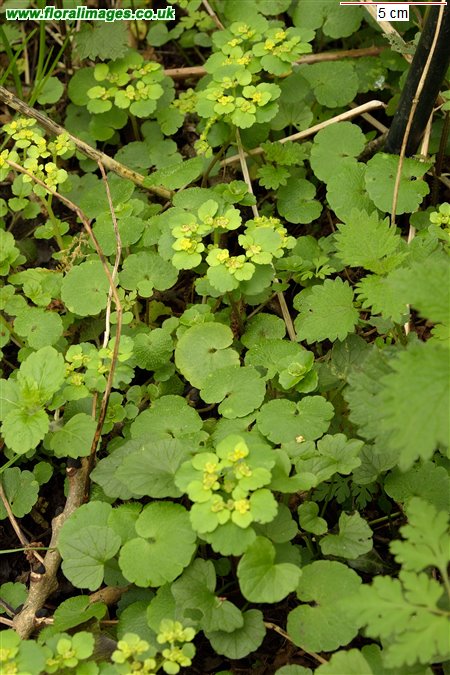 Chrysosplenium alternifolium
