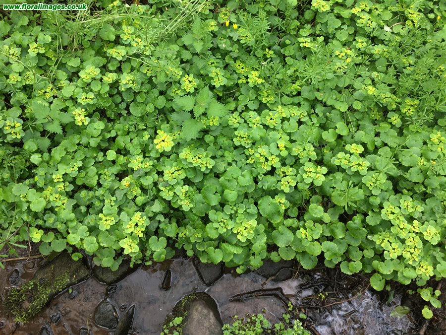 Chrysosplenium alternifolium