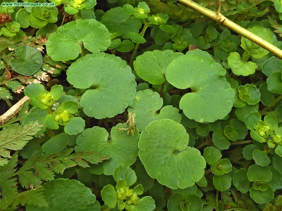 Chrysosplenium alternifolium