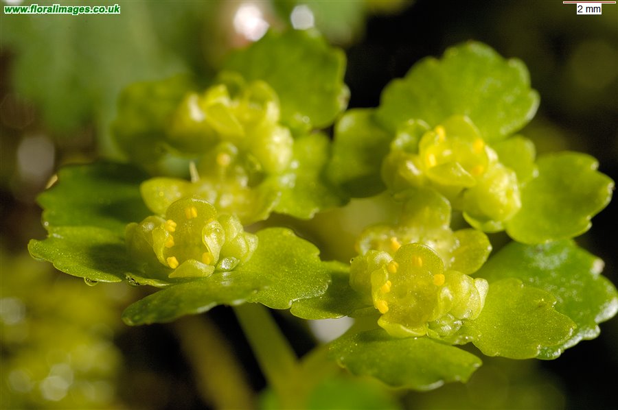Chrysosplenium oppositifolium