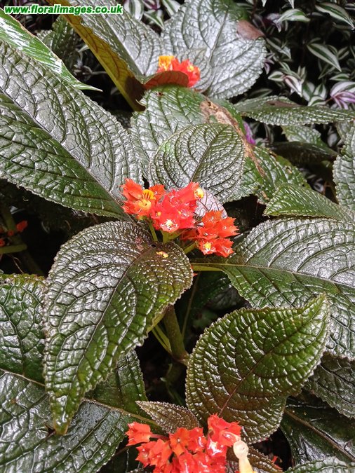 Chrysothemis pulchella