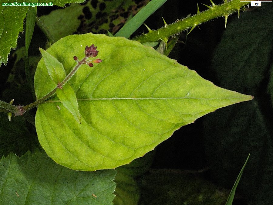 Circaea x intermedia