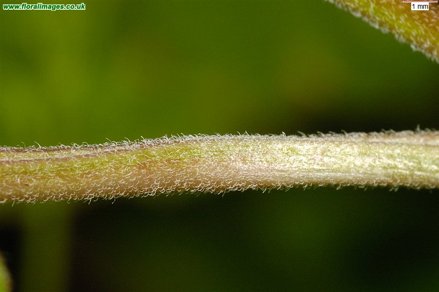 Circaea x intermedia