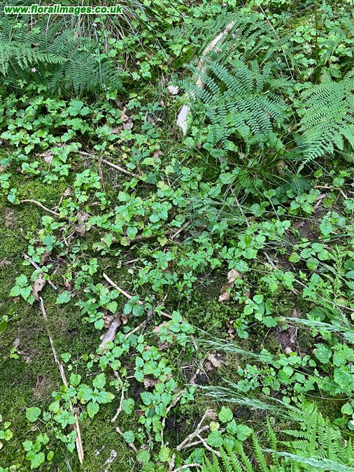 Circaea x intermedia