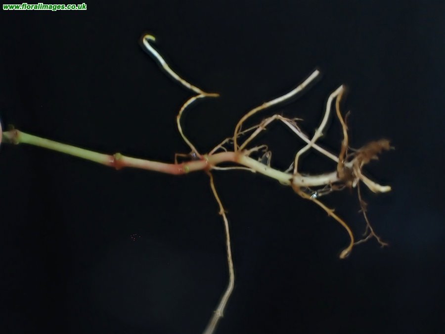 Circaea x intermedia