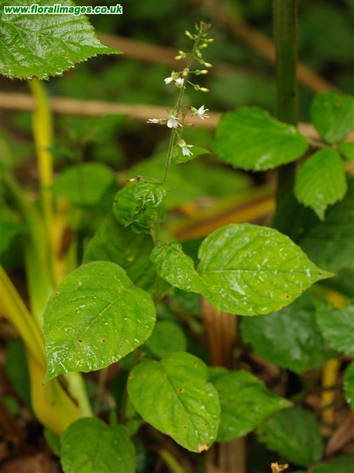 Circaea x intermedia