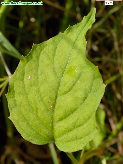 Circaea x intermedia