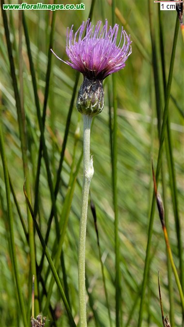 Cirsium dissectum