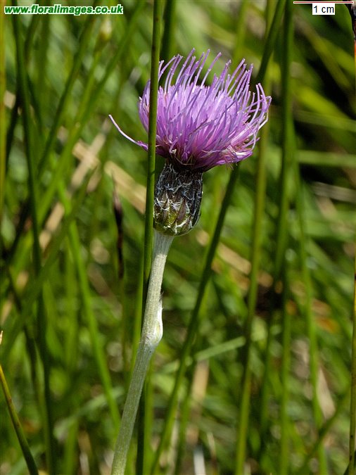 Cirsium dissectum