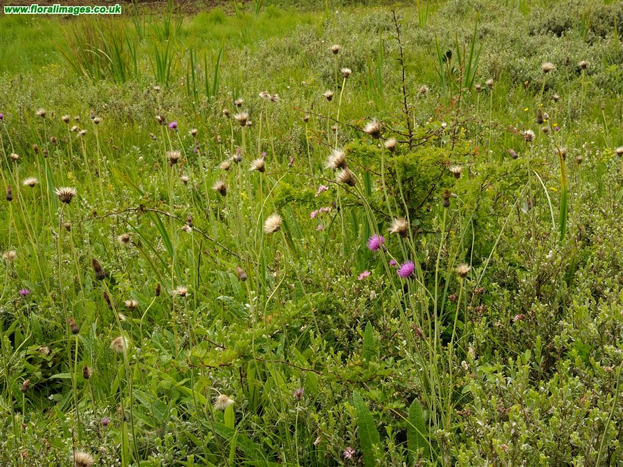 Cirsium dissectum