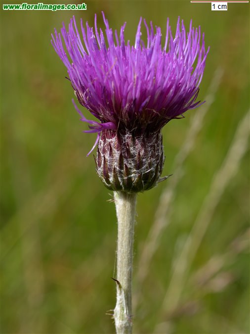 Cirsium dissectum