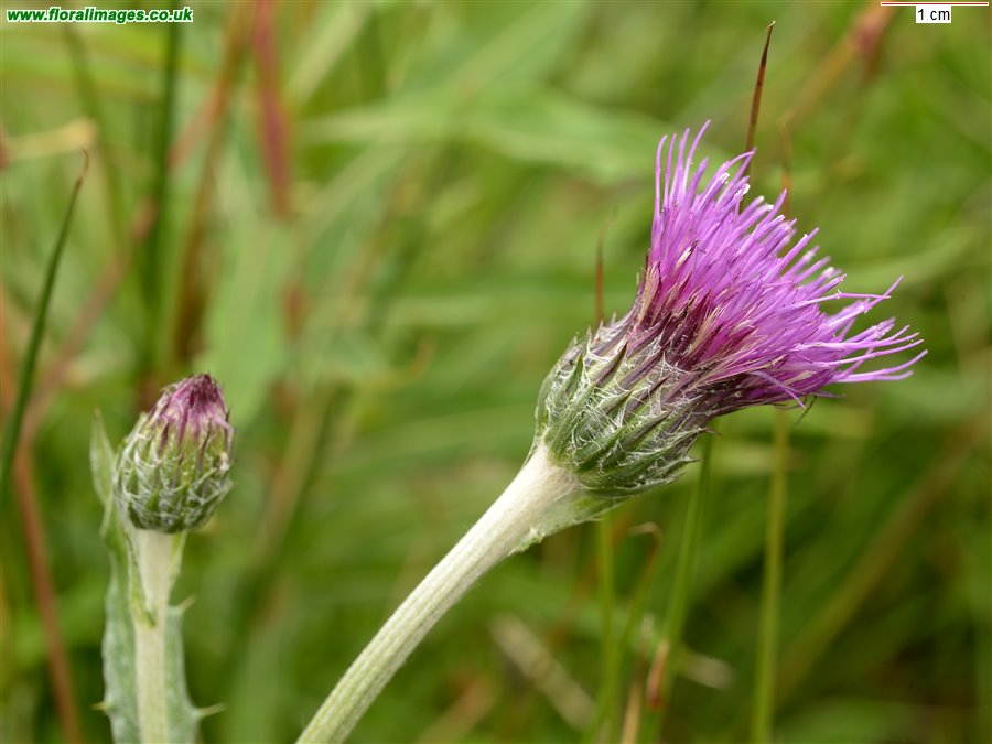 Cirsium dissectum