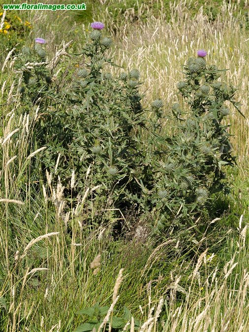 Cirsium vulgare
