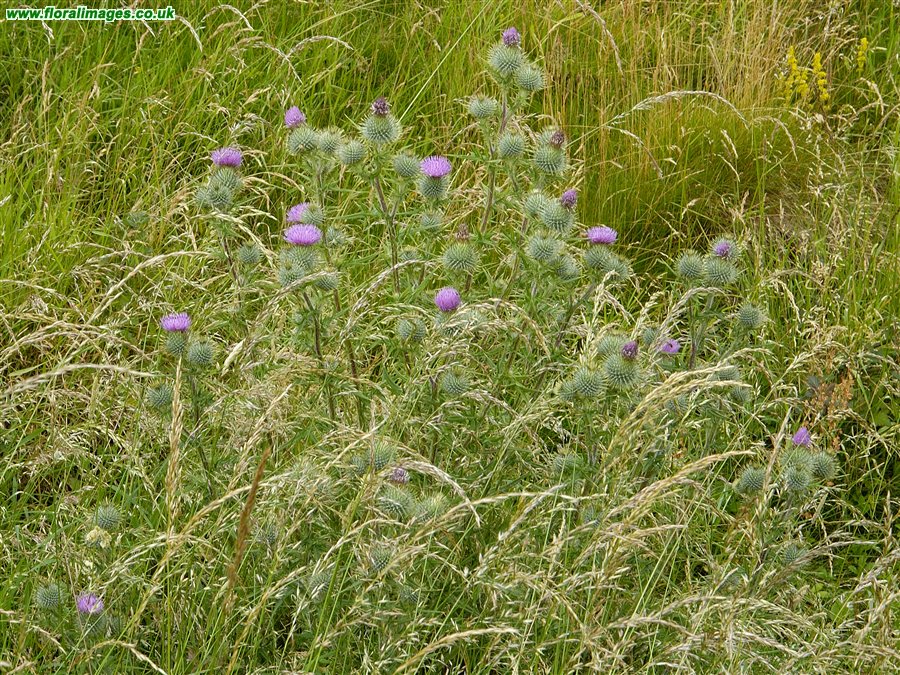 Cirsium vulgare