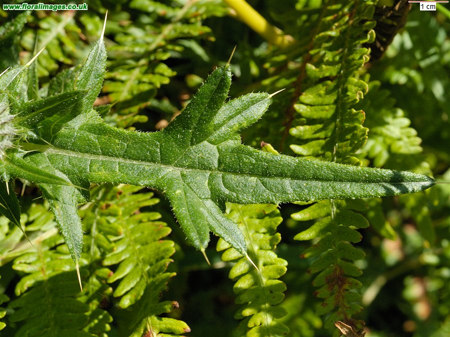 Cirsium vulgare