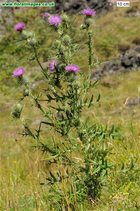 Cirsium vulgare