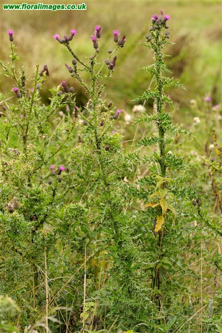 Cirsium x celakovskianum