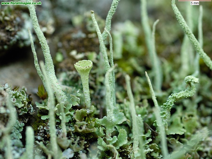 Cladonia fimbriata
