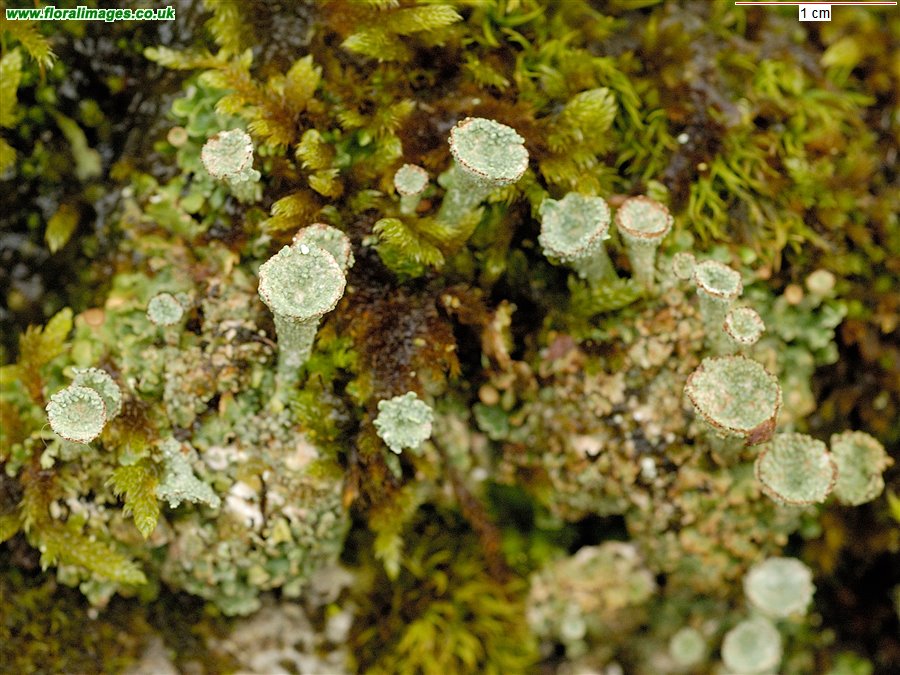 Cladonia fimbriata