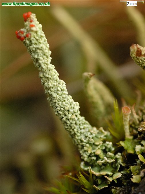Cladonia macilenta