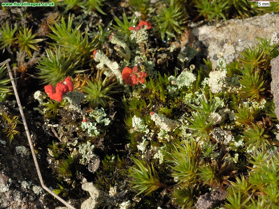 Cladonia macilenta
