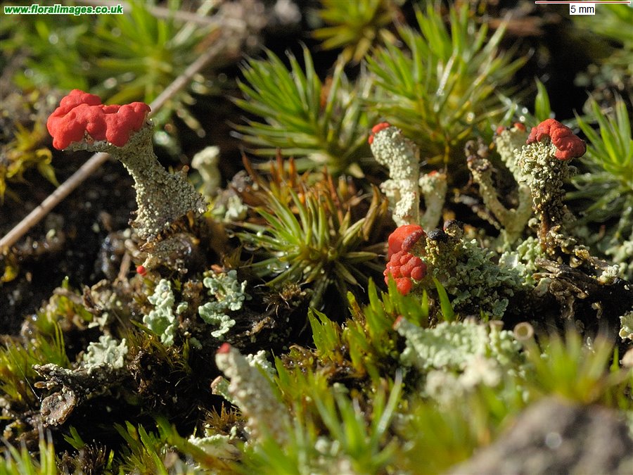 Cladonia macilenta