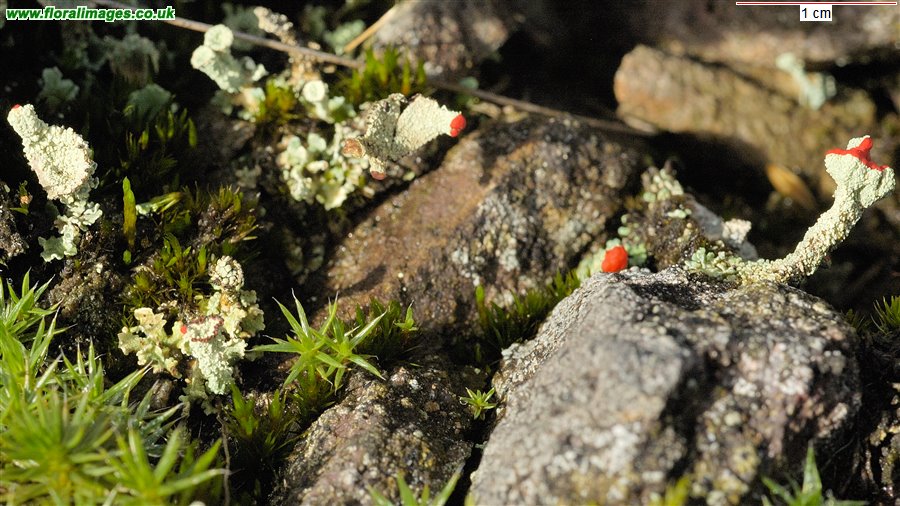 Cladonia macilenta